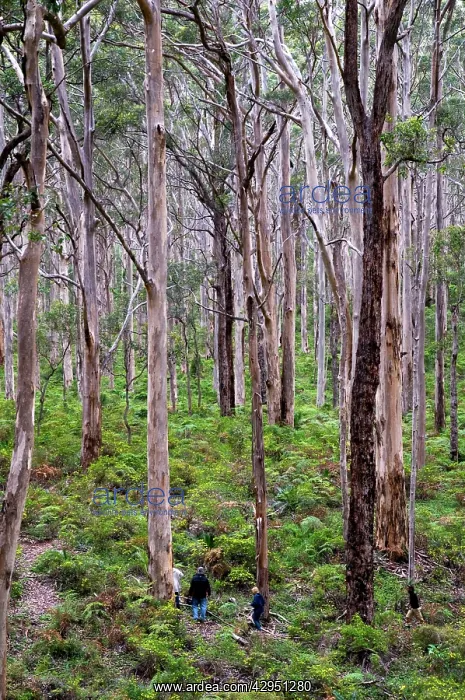 : Forest of karri trees, the third tallest tree species : Forest of karri trees, the third tallest tree species