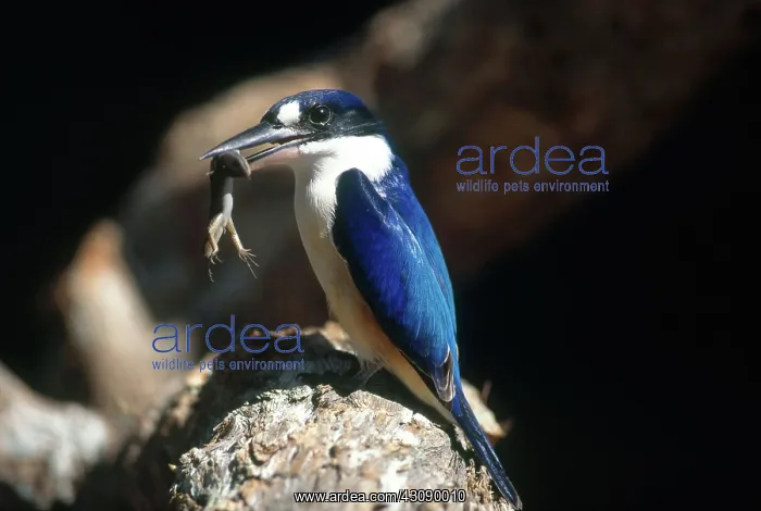 : Forest Kingfisher : Forest Kingfisher