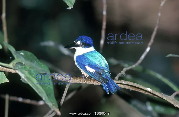: Forest Kingfisher : Forest Kingfisher