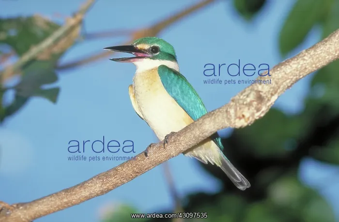 : Forest Kingfisher : Forest Kingfisher