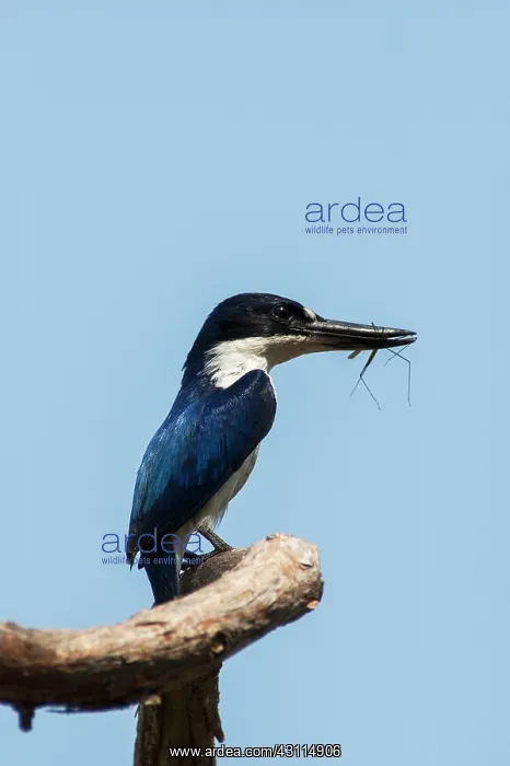 : Forest Kingfisher : Forest Kingfisher