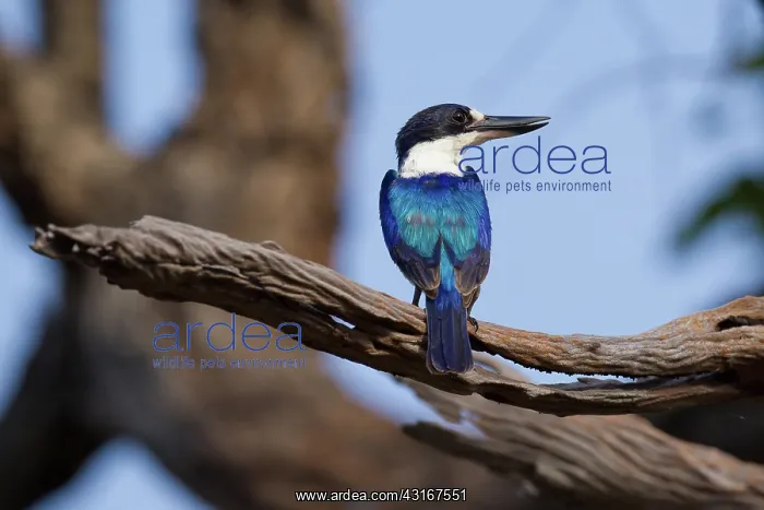: Forest Kingfisher : Forest Kingfisher