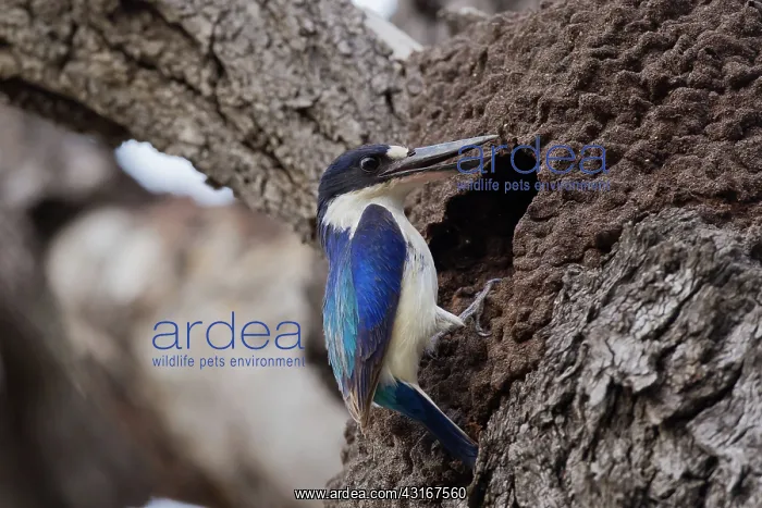  : Forest Kingfisher