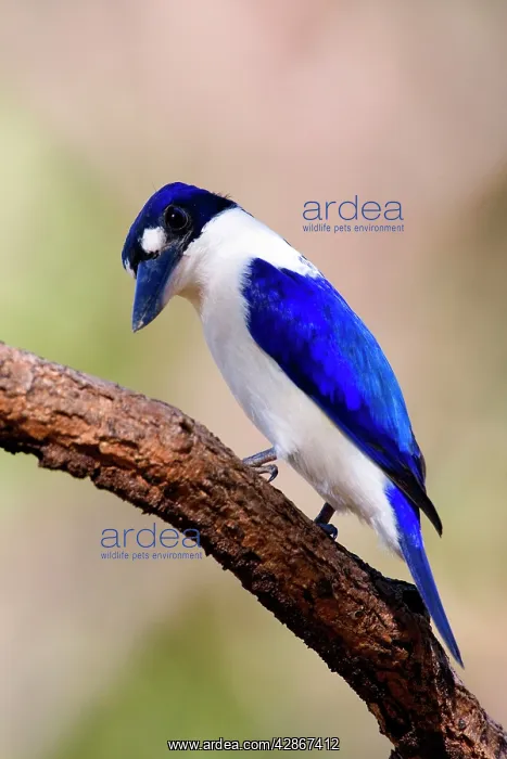 : Forest Kingfisher - adult Forest Kingfisher sitting : Forest Kingfisher - adult Forest Kingfisher sitting