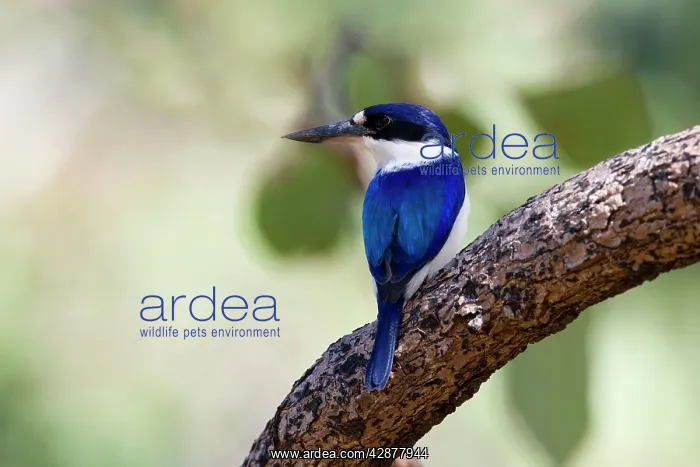: Forest Kingfisher - adult Forest Kingfisher sitting : Forest Kingfisher - adult Forest Kingfisher sitting
