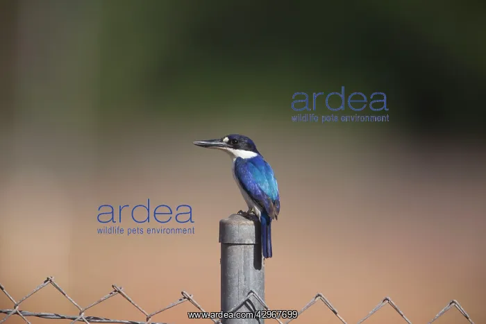 : Forest Kingfisher - on a fence post : Forest Kingfisher - on a fence post
