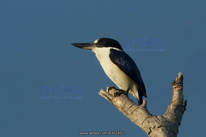 : Forest Kingfisher perched on a branch Darwin Northern : Forest Kingfisher perched on a branch Darwin Northern