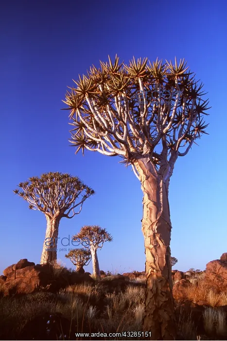 : FOREST - Kokerboom / Quiver / Aloe Trees : FOREST - Kokerboom / Quiver / Aloe Trees