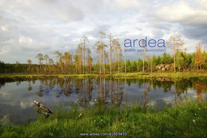  : Forest & lake
