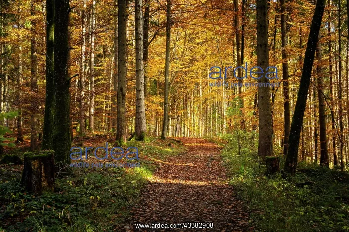 : Forest landscape in autumn. Colourful autumn lea : Forest landscape in autumn. Colourful autumn lea