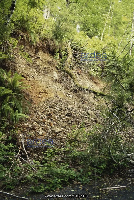 : Forest Landslide : Forest Landslide