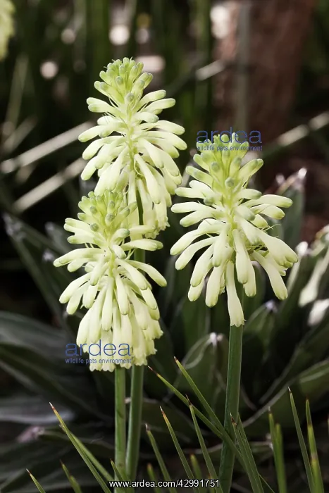 : Forest lily : Forest lily