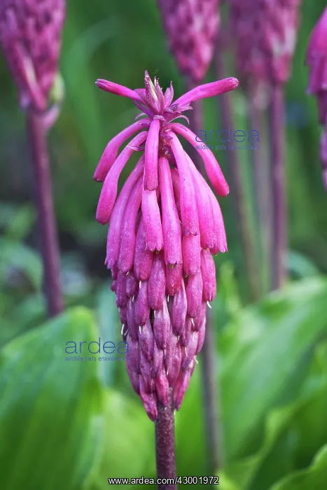 : Forest Lily : Forest Lily