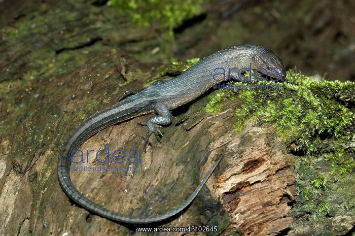 : Forest lizard : Forest lizard