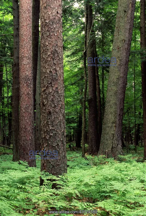 : Forest, Michigan : Forest, Michigan