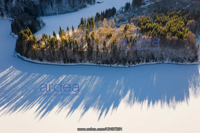 : Forest in morning light, Sylvensteinsee, aerial : Forest in morning light, Sylvensteinsee, aerial