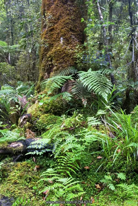 : Forest - moss covered trees and ferns around Lake Matheson : Forest - moss covered trees and ferns around Lake Matheson