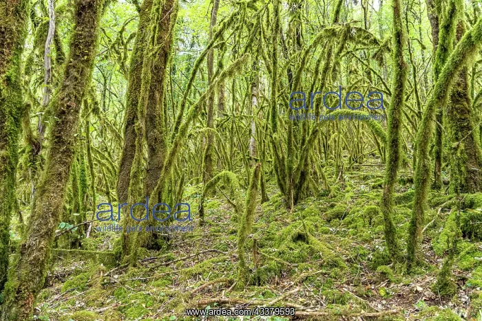 : Forest full of moss near Chenecey-Buillon, Bourgogne-Franche : Forest full of moss near Chenecey-Buillon, Bourgogne-Franche
