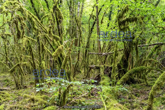 : Forest full of moss near Chenecey-Buillon, Bourgogne-Franche : Forest full of moss near Chenecey-Buillon, Bourgogne-Franche