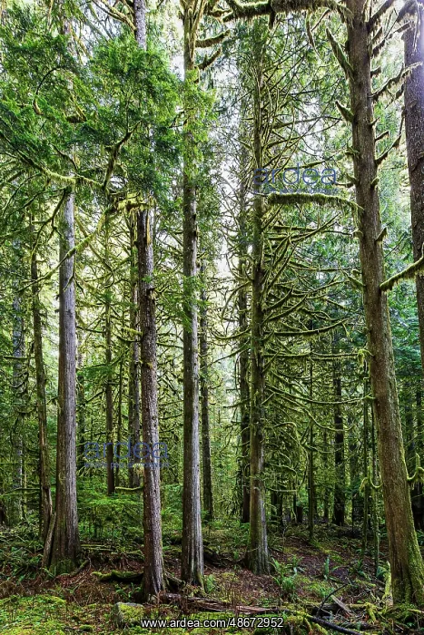 : Forest in Mount Rainier National Park : Forest in Mount Rainier National Park