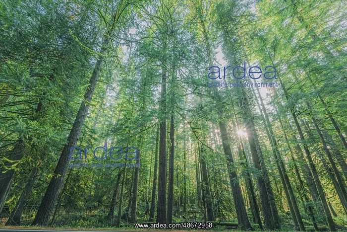 : Forest in Mount Rainier National Park : Forest in Mount Rainier National Park