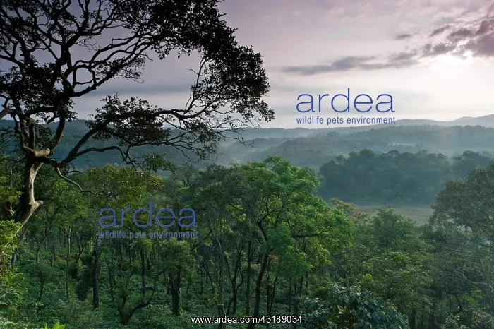  : Forest near Madikeri, Western Ghats, Karnataka