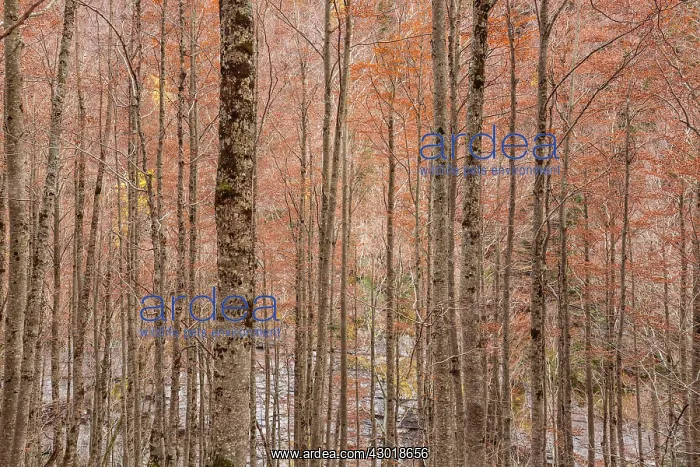  : Forest in Ordesa valley