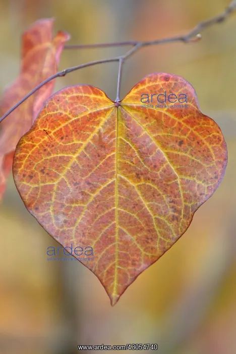 : Forest Pansy : Forest Pansy