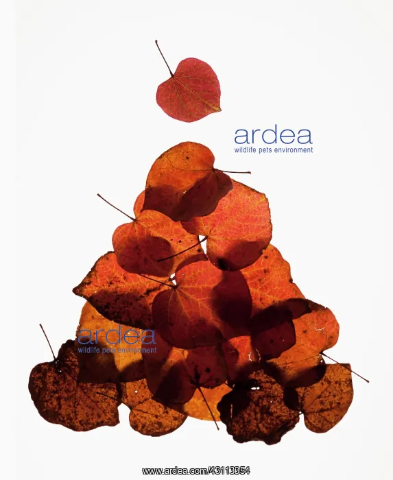 : Forest pansy, Cercis canadensis heart shaped autumn : Forest pansy, Cercis canadensis heart shaped autumn