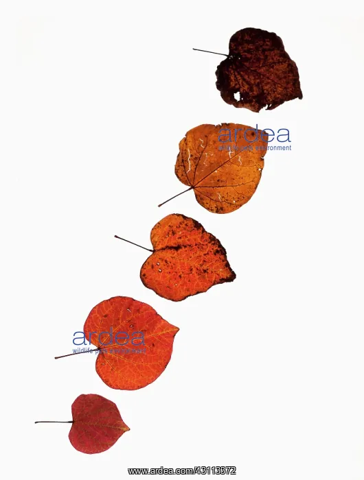 : Forest pansy, Cercis canadensis heart shaped autumn : Forest pansy, Cercis canadensis heart shaped autumn