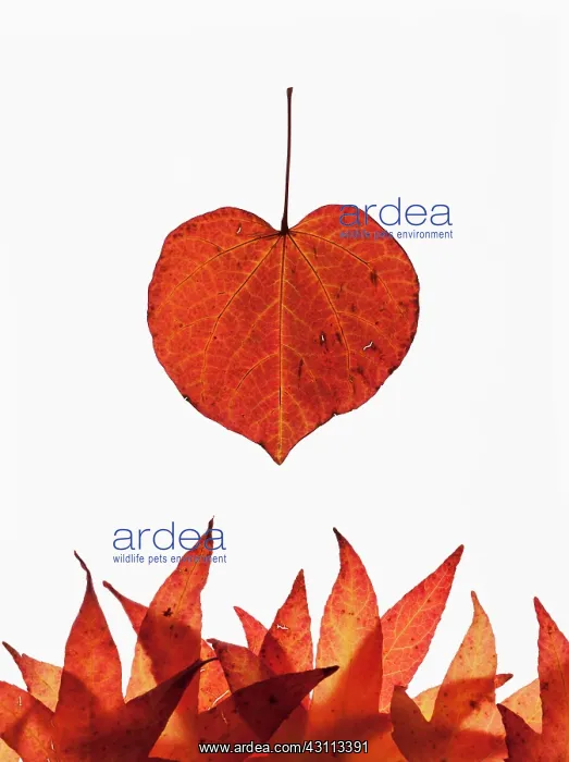 : Forest pansy, Cercis canadensis heart shaped autumn : Forest pansy, Cercis canadensis heart shaped autumn