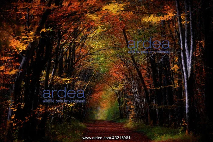 : Forest path in autumn, Yonne, Burgundy, France : Forest path in autumn, Yonne, Burgundy, France