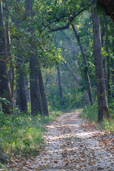 : Forest path in Bardia National Park : Forest path in Bardia National Park