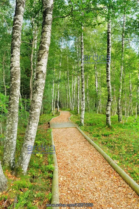 : Forest path in the birch forest near Les Ponts-de-Martel : Forest path in the birch forest near Les Ponts-de-Martel