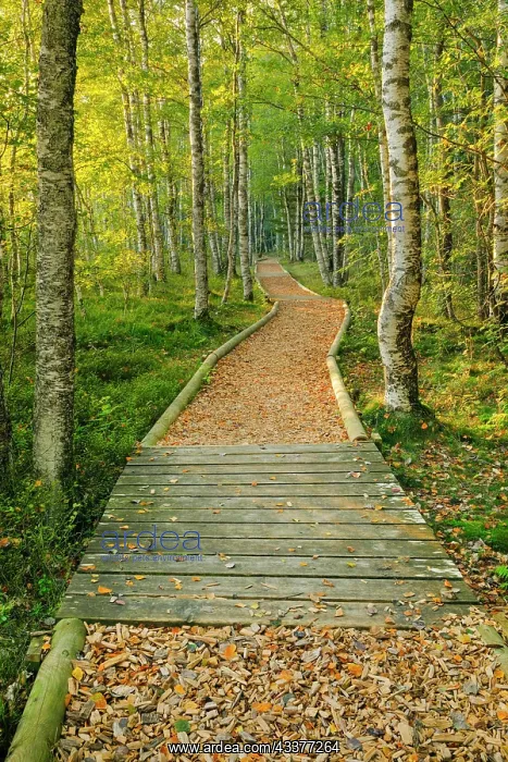 : Forest path in the birch forest near Les Ponts-de-Martel : Forest path in the birch forest near Les Ponts-de-Martel