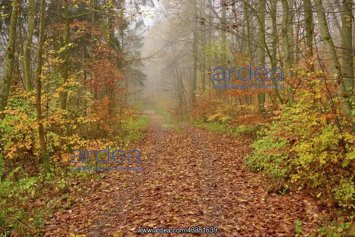 : Forest path, deciduous forest, colourful, foliag : Forest path, deciduous forest, colourful, foliag