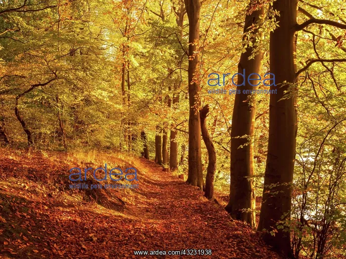 : Forest path through golden forest in autumn evening : Forest path through golden forest in autumn evening