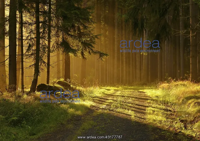 : Forest path through spruce forest in the first morning light : Forest path through spruce forest in the first morning light