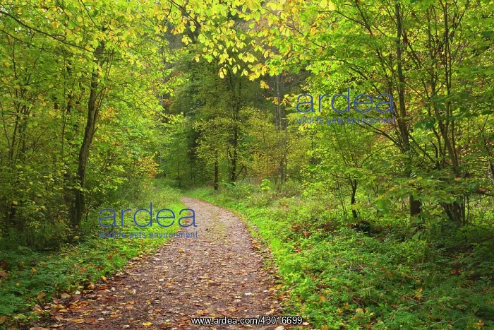 : Forest Path / Trail through deciduous forest Autumn : Forest Path / Trail through deciduous forest Autumn