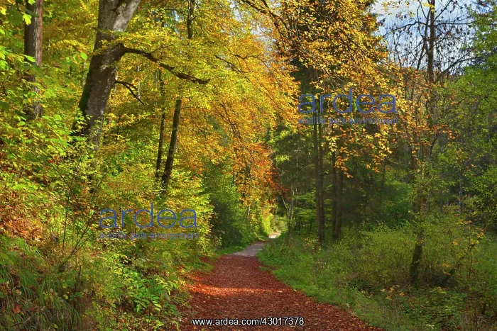 : Forest Path / Trail through deciduous forest Autumn : Forest Path / Trail through deciduous forest Autumn