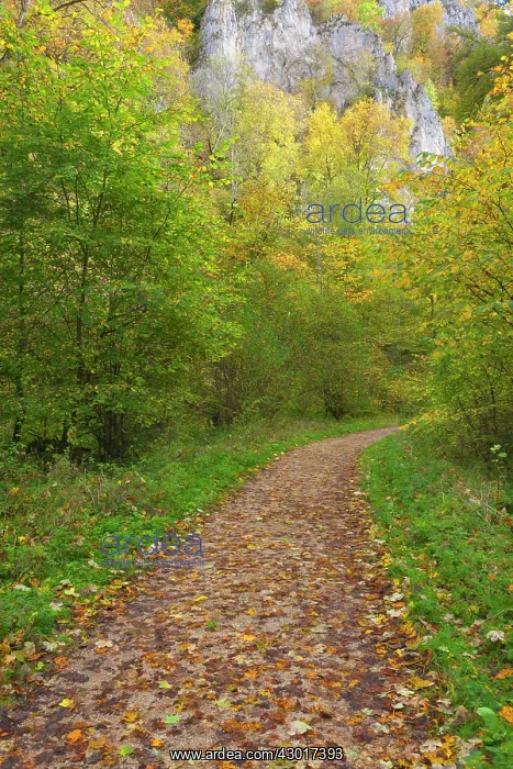 : Forest Path / Trail through deciduous forest Autumn : Forest Path / Trail through deciduous forest Autumn