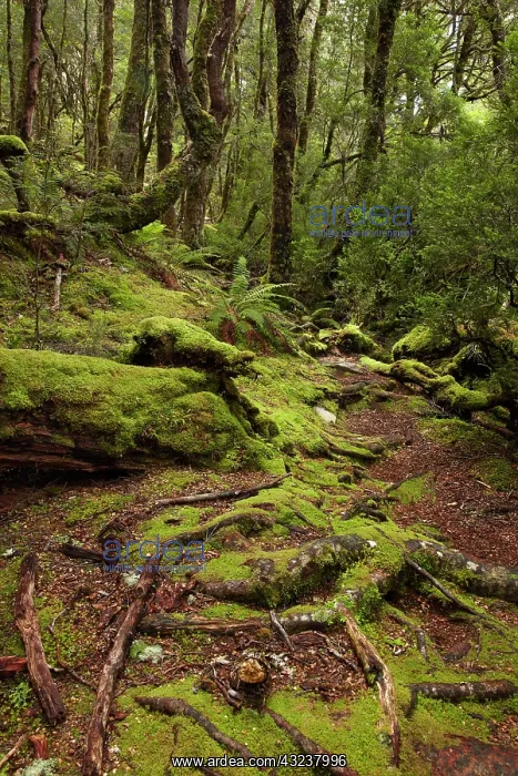 : Forest, Pencil Pine Track off Enchanted : Forest, Pencil Pine Track off Enchanted