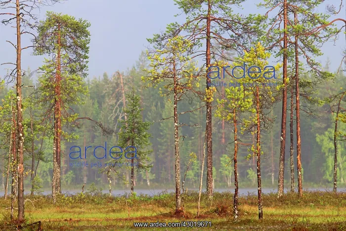 : Forest with Pine the other most common species : Forest with Pine the other most common species