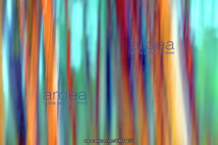 : Forest with Pine Trees the other most common : Forest with Pine Trees the other most common