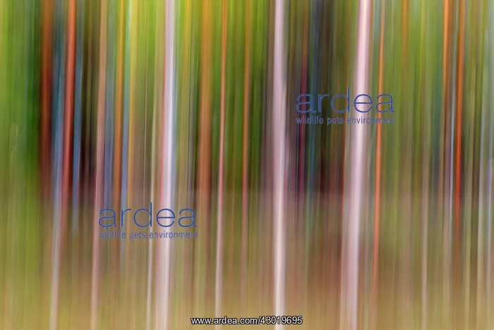 : Forest with Pine Trees the other most common : Forest with Pine Trees the other most common