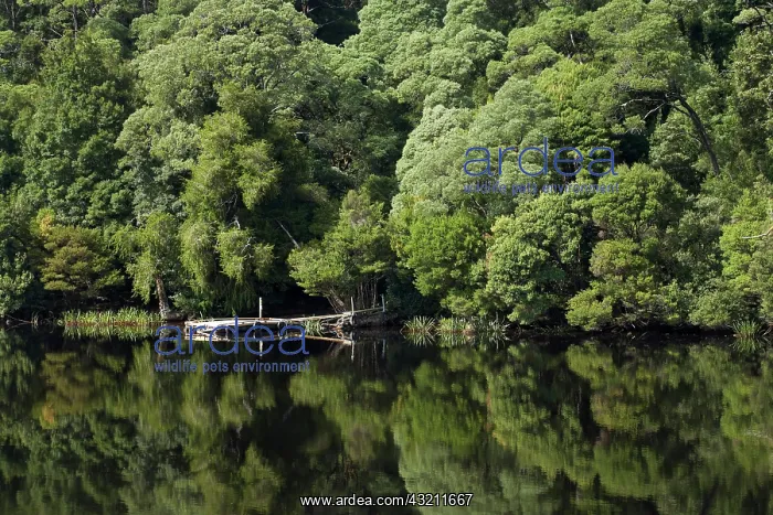 : Forest Reflected in Gordon River, Franklin : Forest Reflected in Gordon River, Franklin