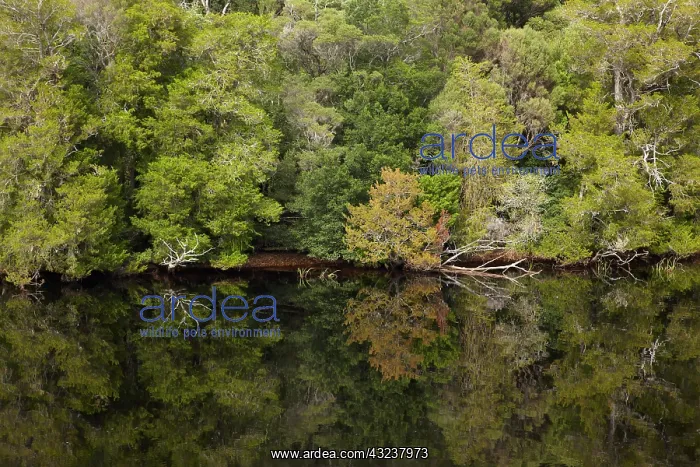 : Forest Reflected in Gordon River, Franklin : Forest Reflected in Gordon River, Franklin