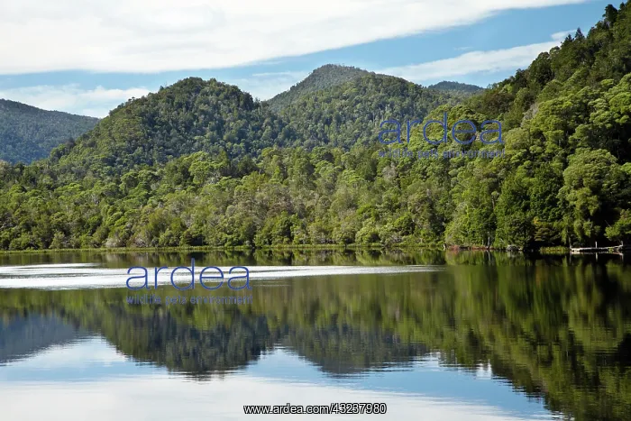 : Forest Reflected in Gordon River, Franklin : Forest Reflected in Gordon River, Franklin