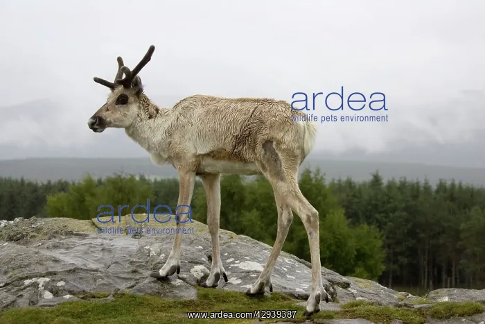 : Forest Reindeer : Forest Reindeer