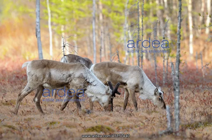 : Forest Reindeer : Forest Reindeer